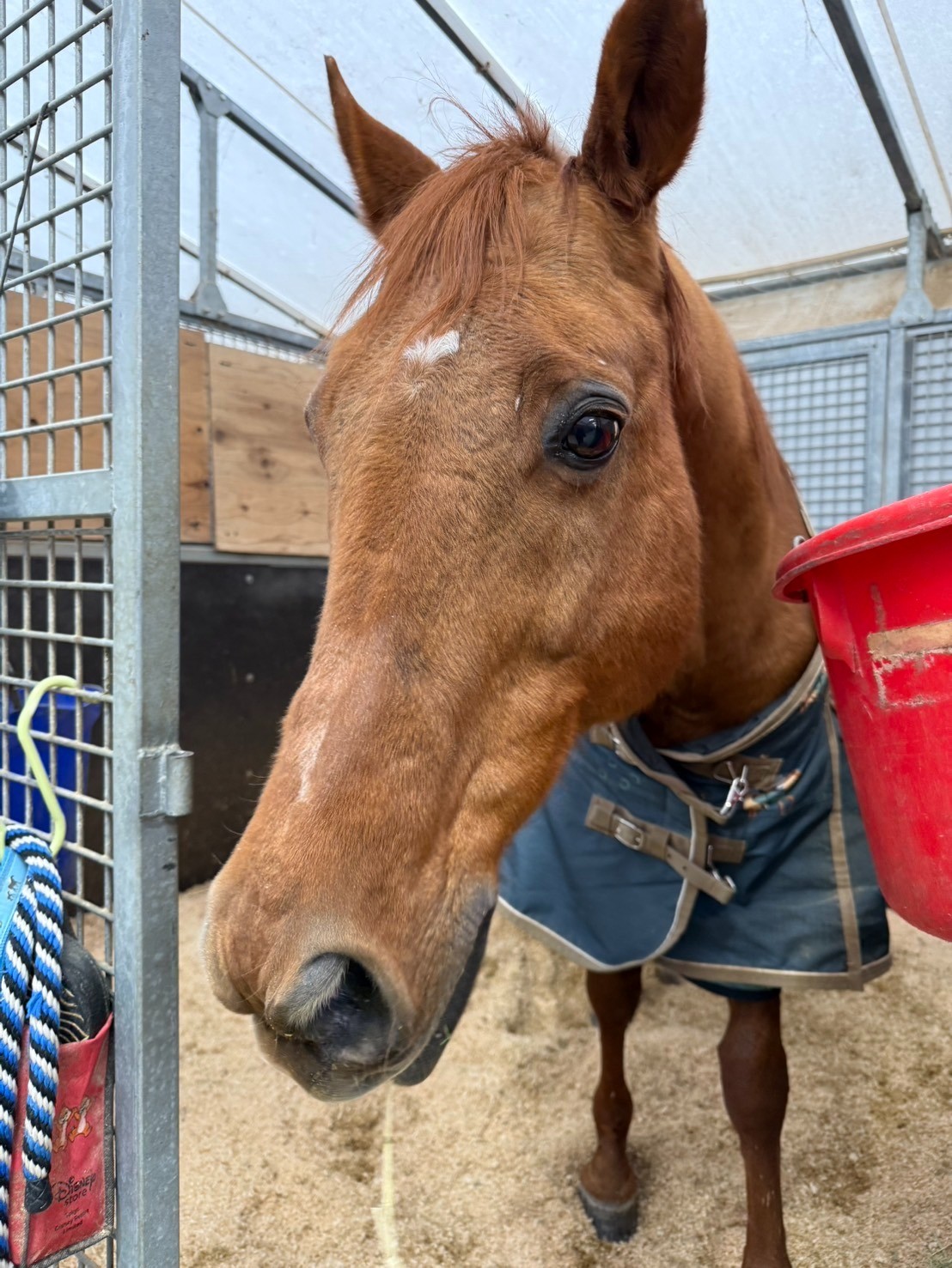 ワンダーアシャード